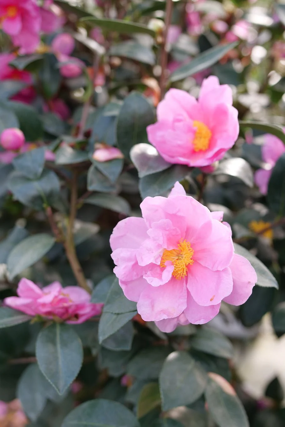 Just Chill® Double Mauve Camellia - Image 6