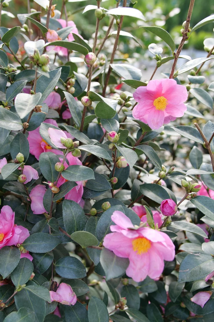 Just Chill® Double Mauve Camellia - Image 7