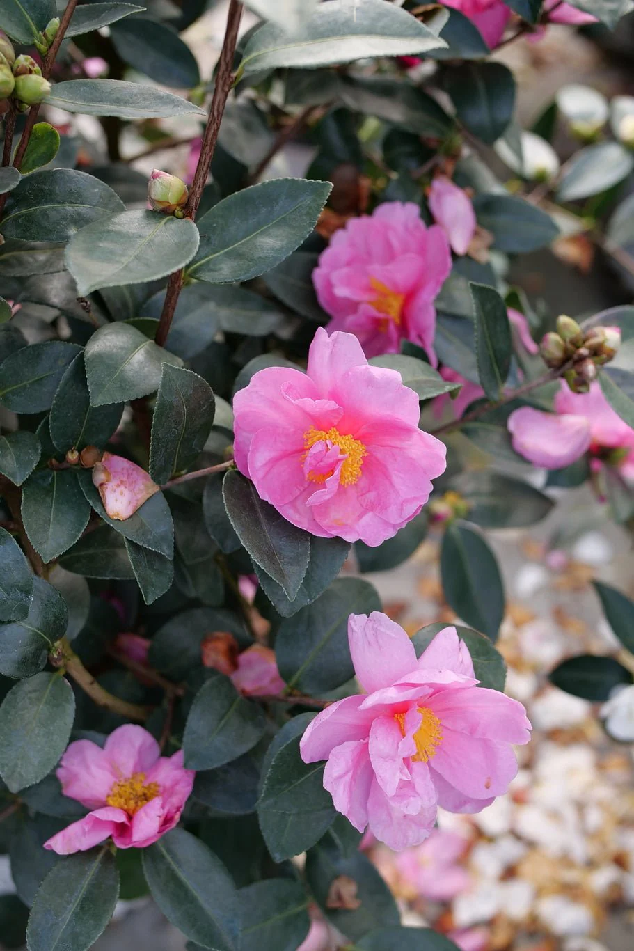 Just Chill® Double Mauve Camellia - Image 8