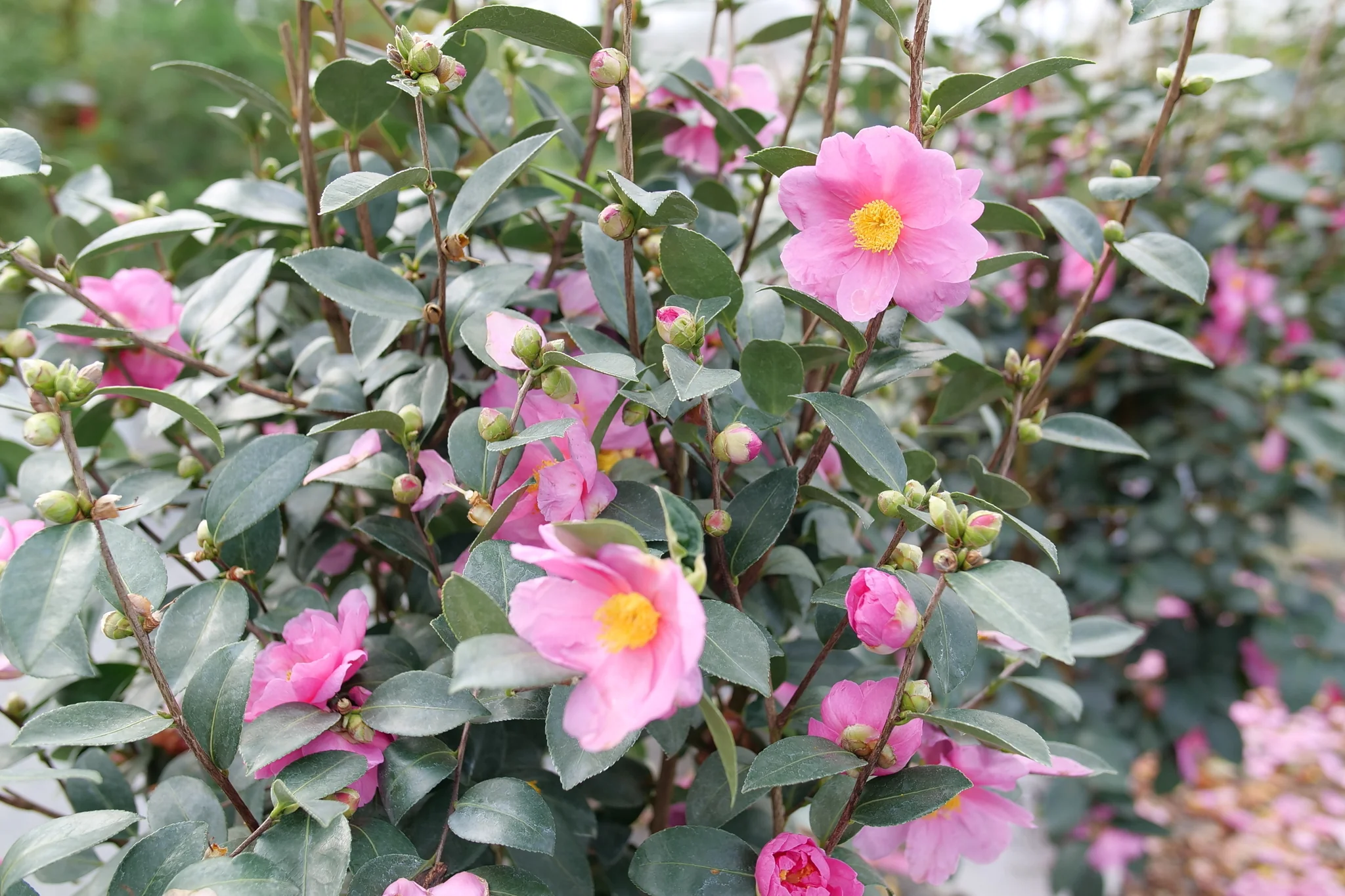 Just Chill® Double Mauve Camellia - Image 9