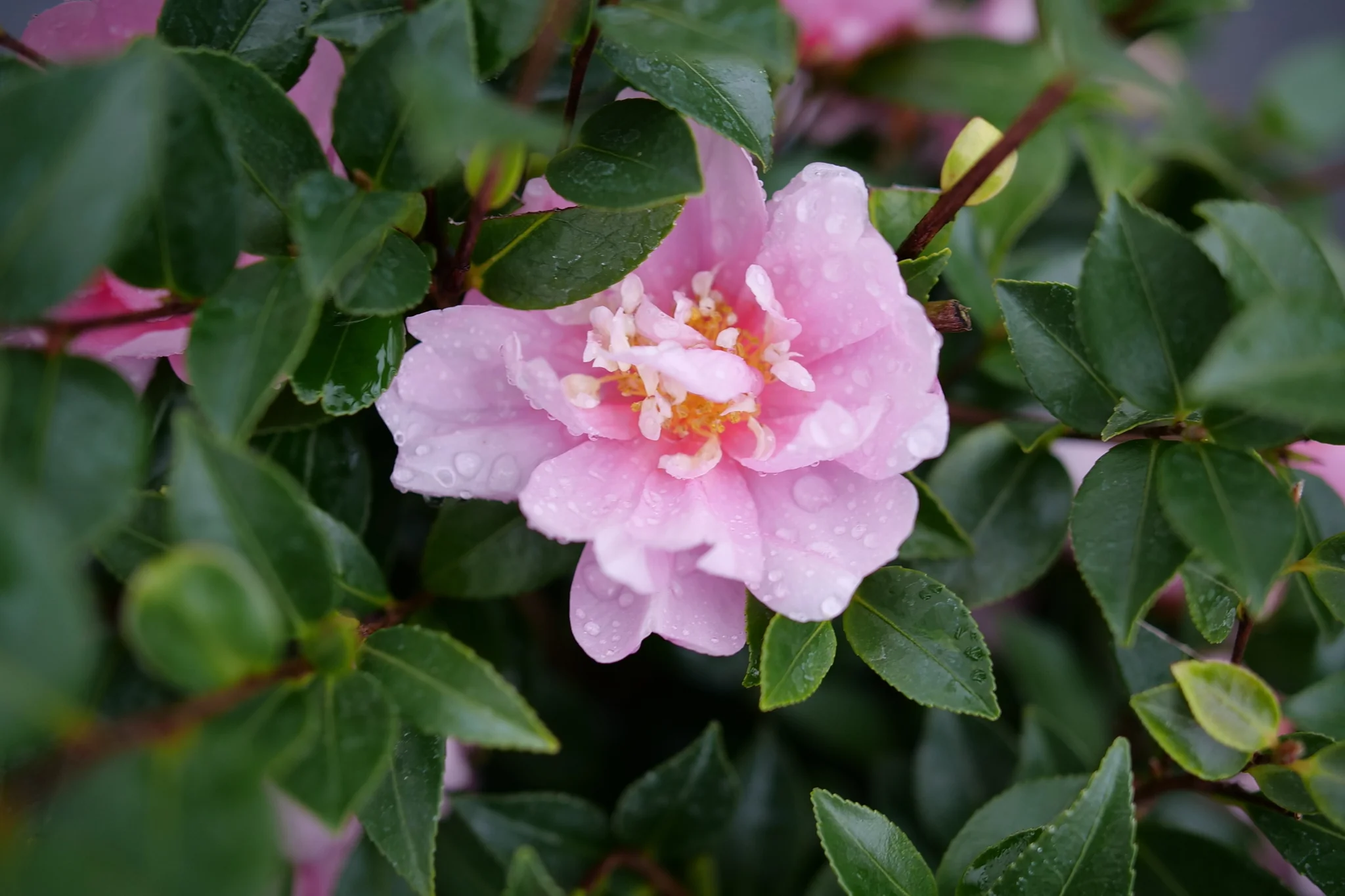 Just Chill® Double Pink Camellia