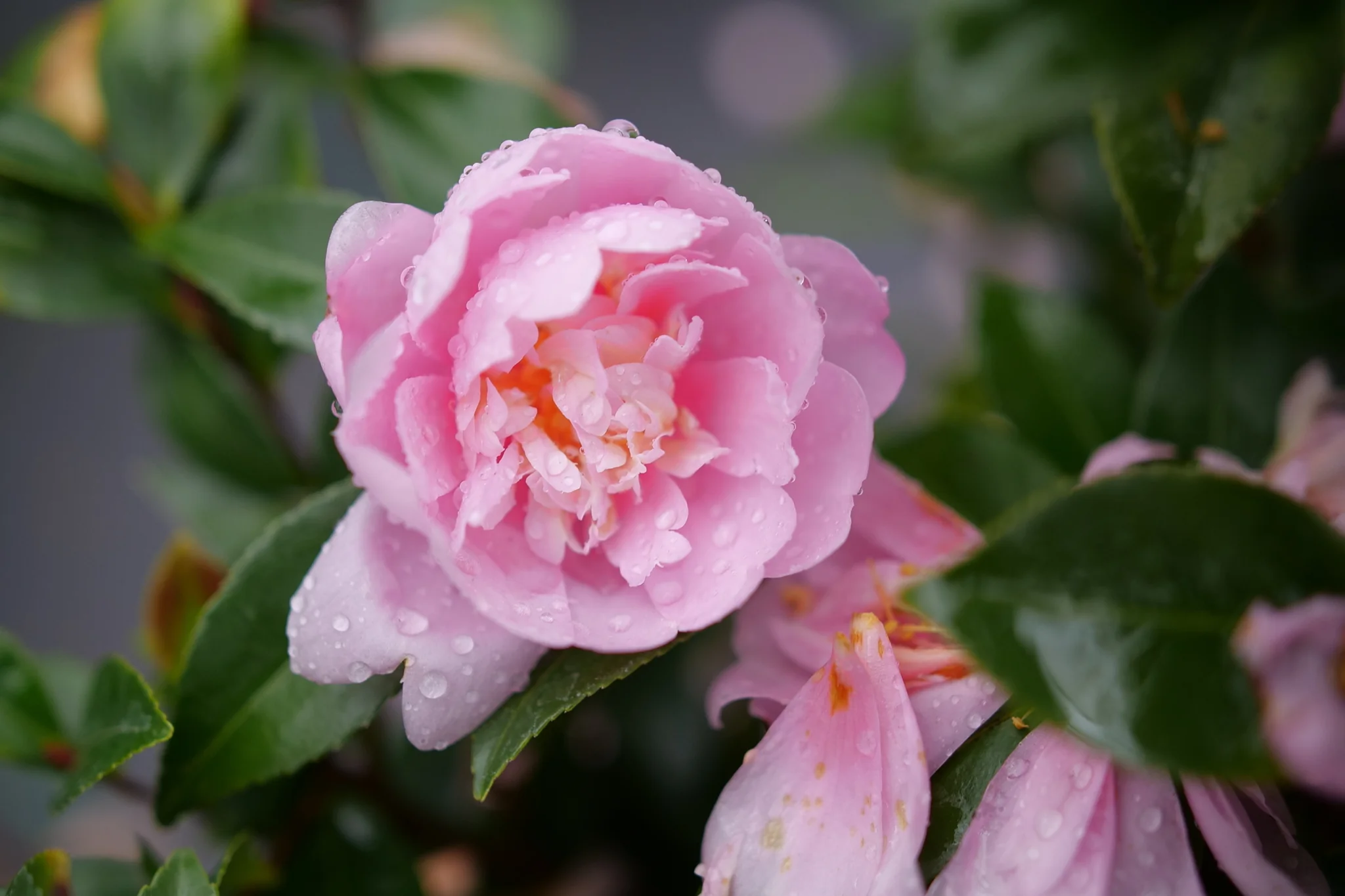 Just Chill® Double Pink Camellia - Image 2