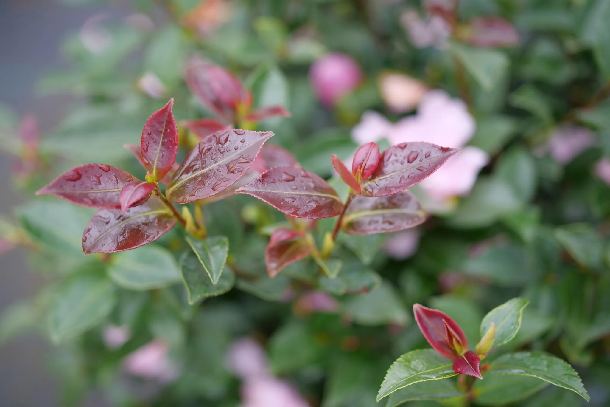 Just Chill® Double Pink Camellia - Image 3