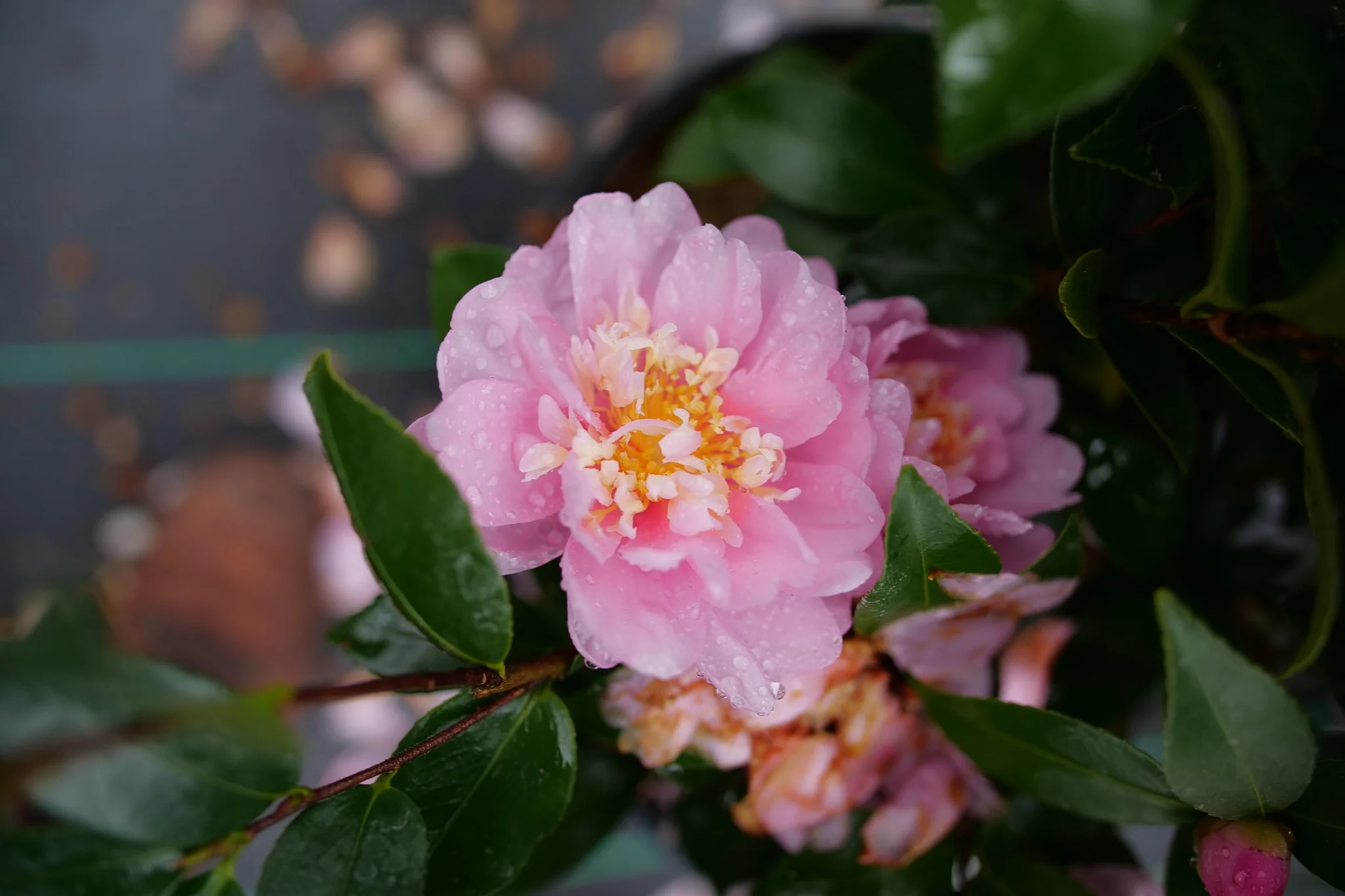 Just Chill® Double Pink Camellia - Image 4