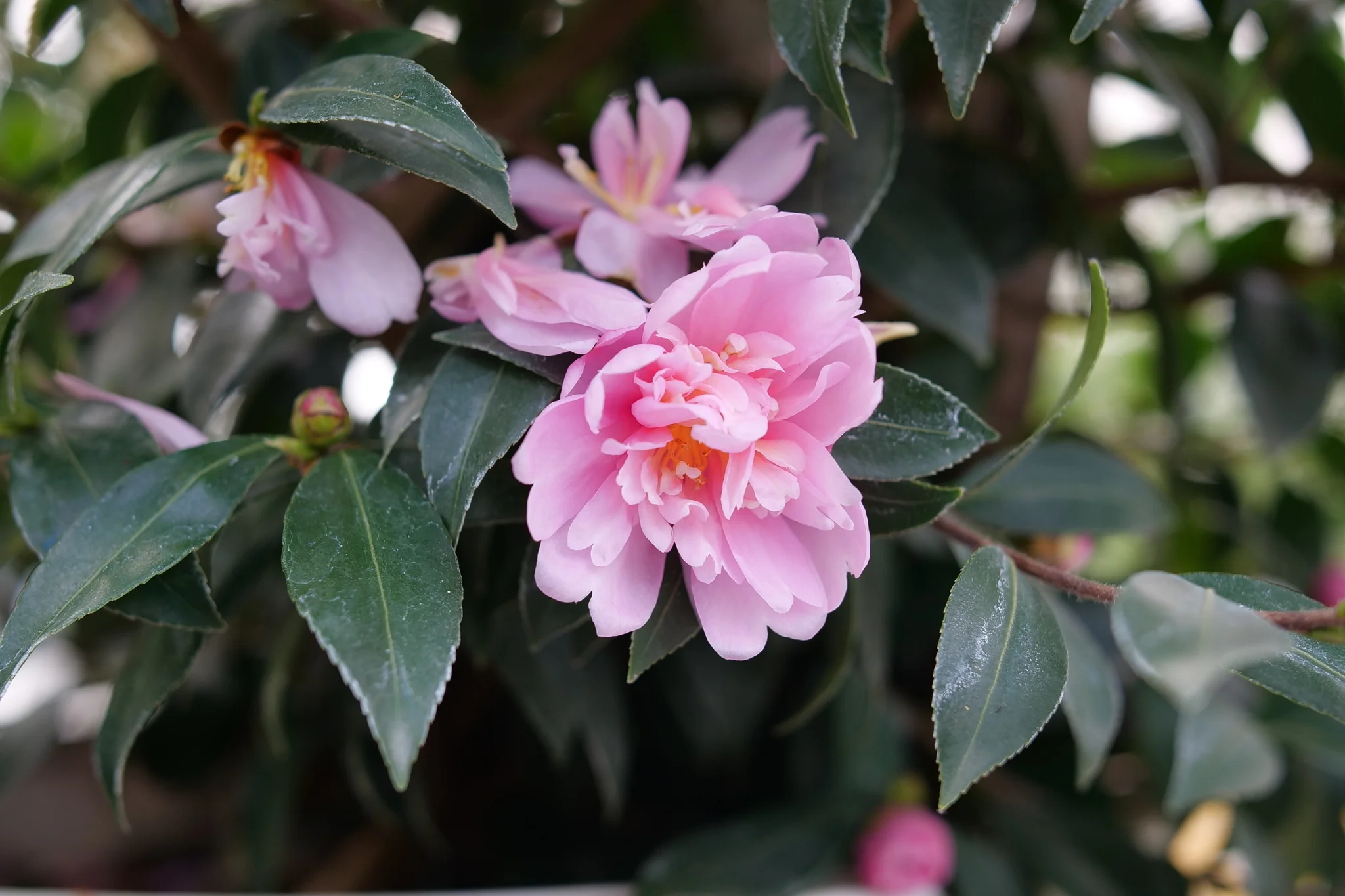 Just Chill® Double Pink Camellia - Image 5