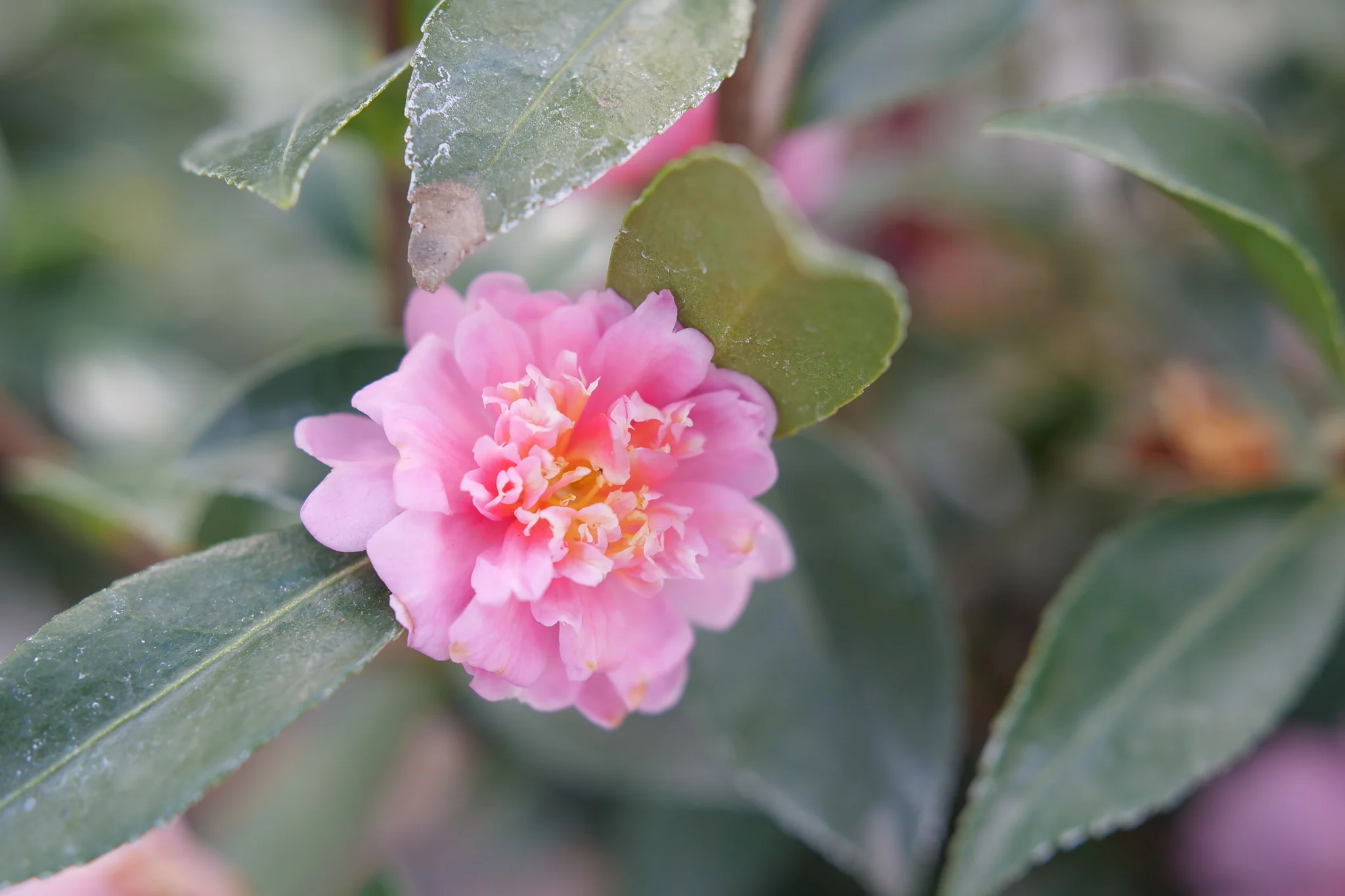 Just Chill® Double Pink Camellia - Image 6