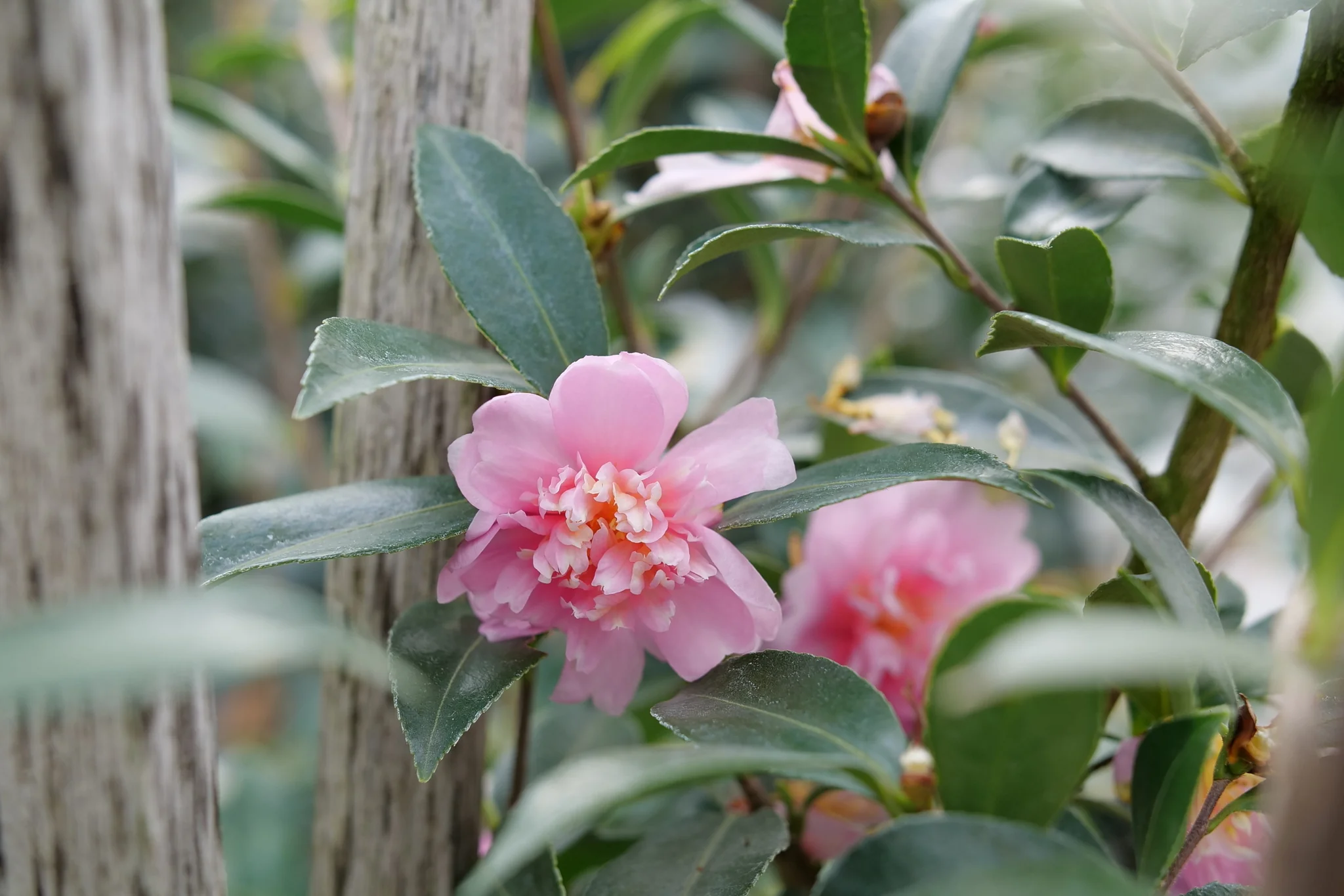 Just Chill® Double Pink Camellia - Image 7