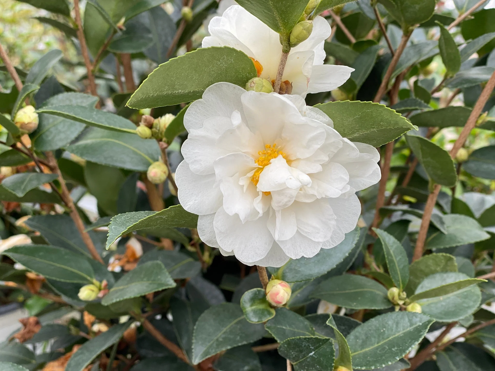 Just Chill® Double White Camellia - Image 2