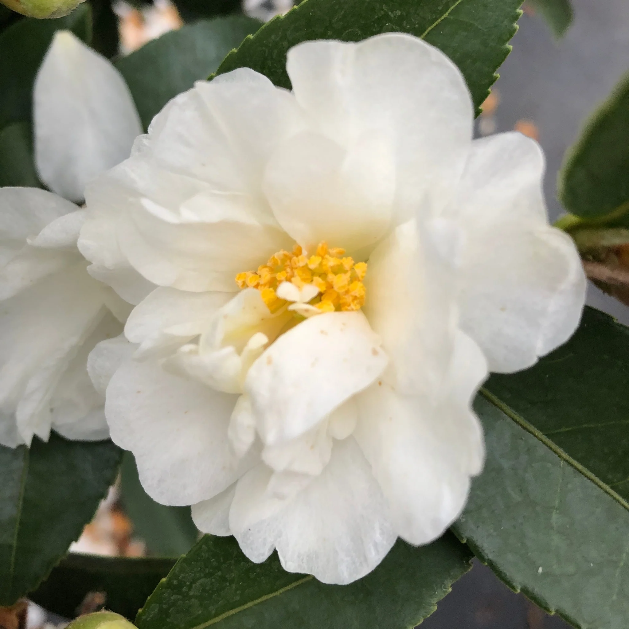 Just Chill® Double White Camellia - Image 3