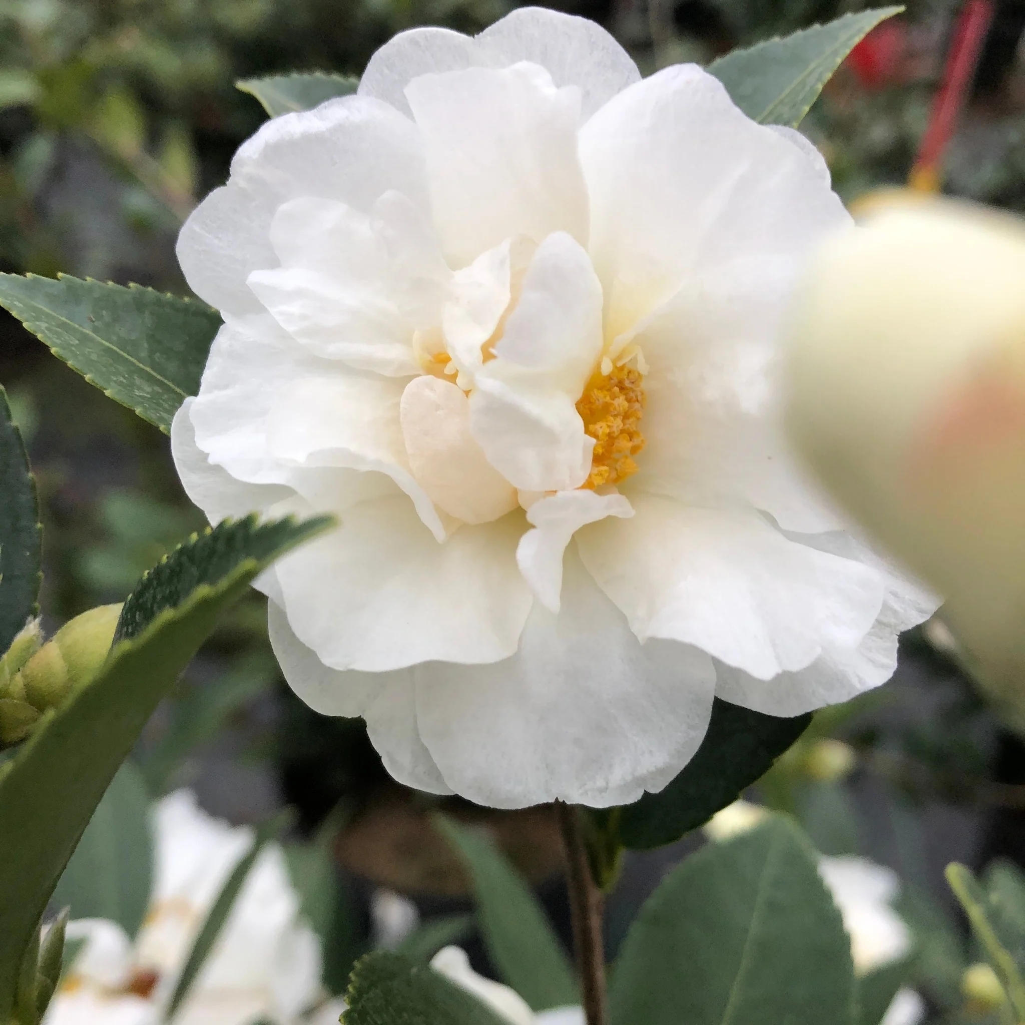Just Chill® Double White Camellia - Image 4