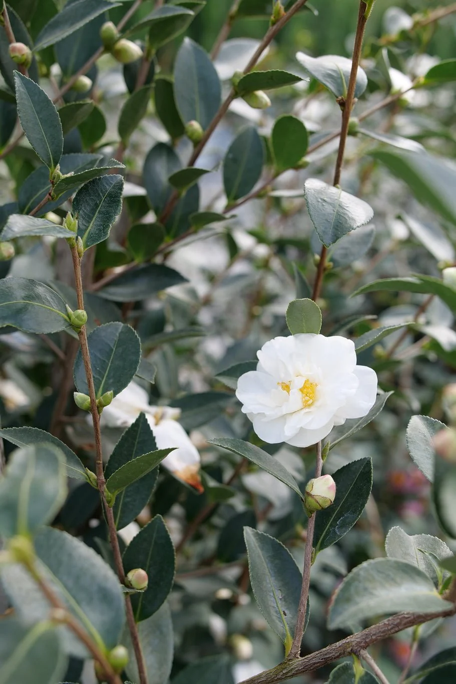 Just Chill® Double White Camellia - Image 7