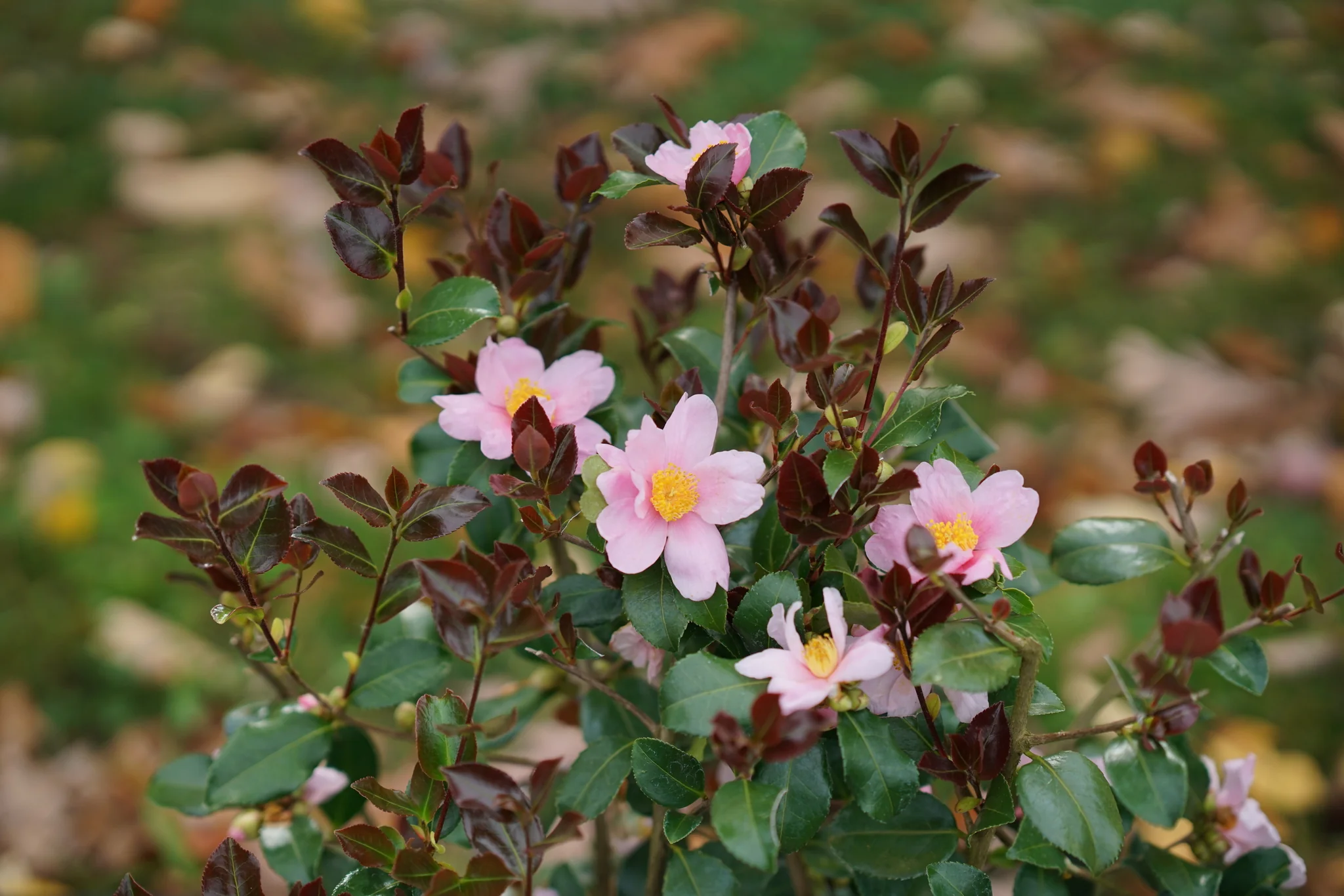 Just Chill™ Red Tip™ Camellia