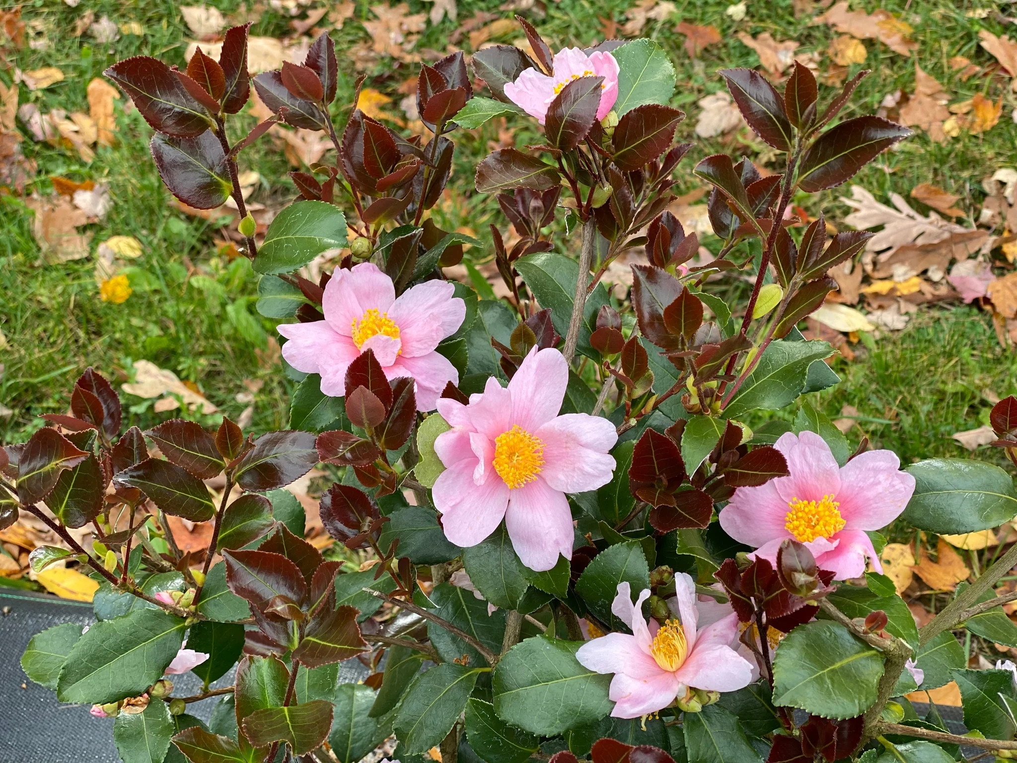 Just Chill™ Red Tip™ Camellia - Image 2