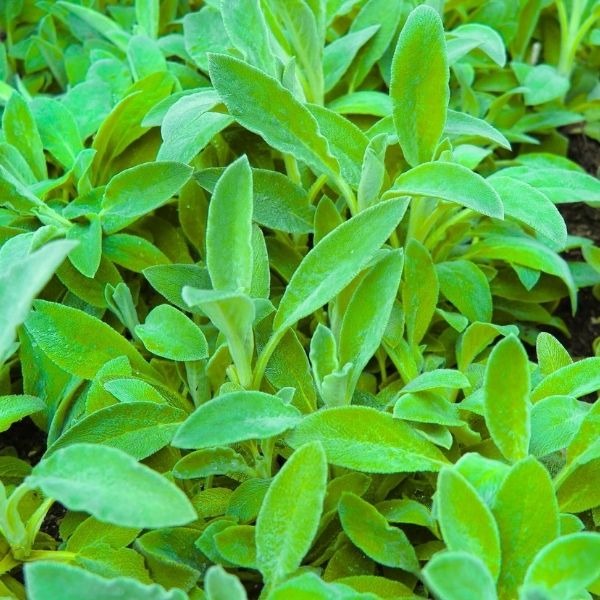 Key Lime Lamb's Ear - Image 2