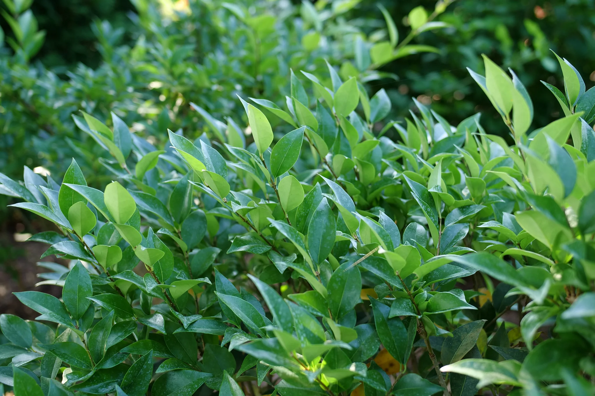 Kindly® Japanese Privet - Image 3