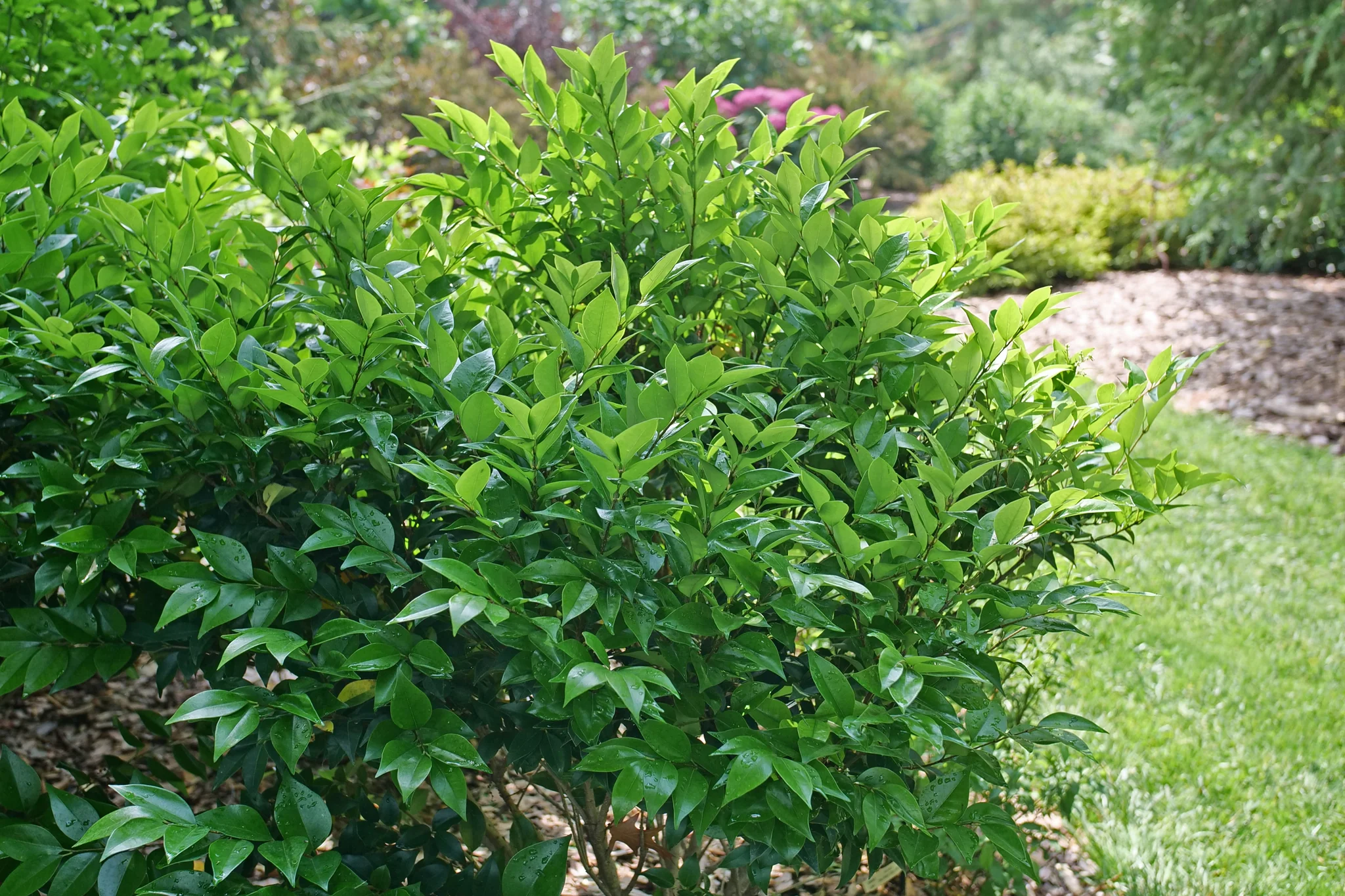 Kindly® Japanese Privet - Image 4