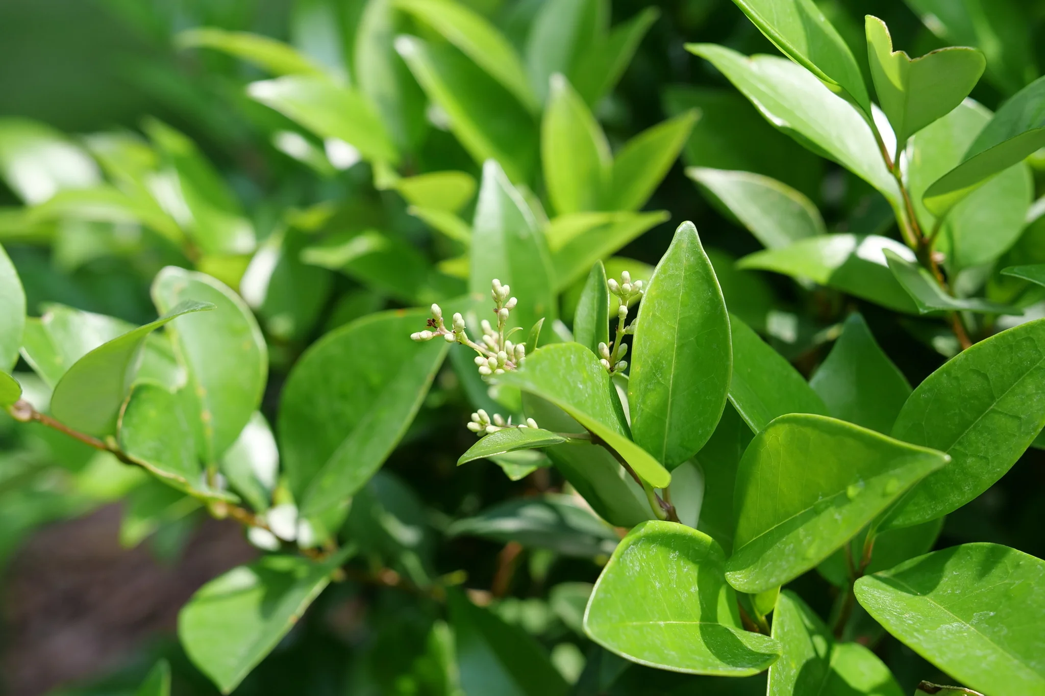 Kindly® Japanese Privet - Image 5