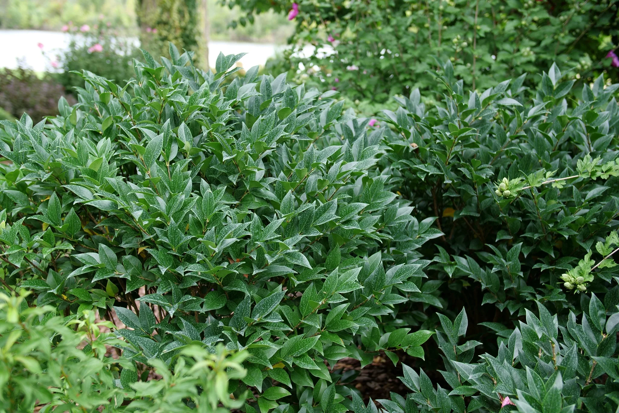 Kindly® Japanese Privet - Image 6