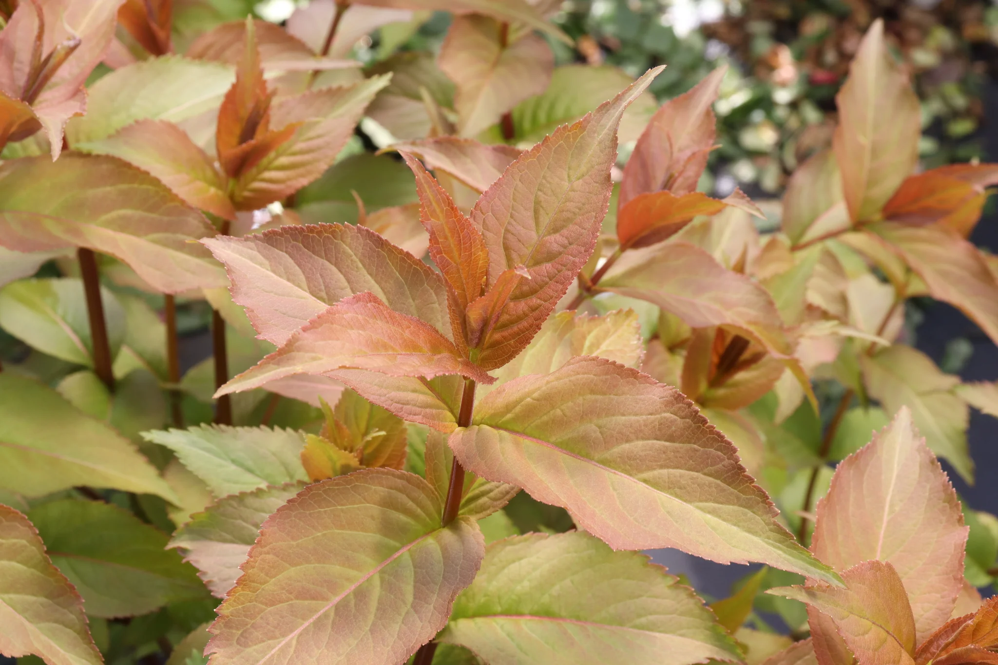 Kodiak Spiced™ Diervilla - Image 2