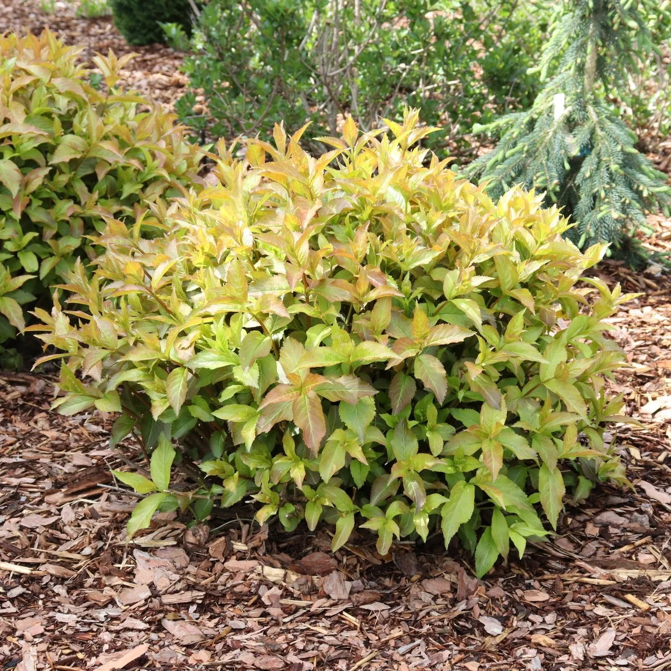 Kodiak Spiced™ Diervilla - Image 3