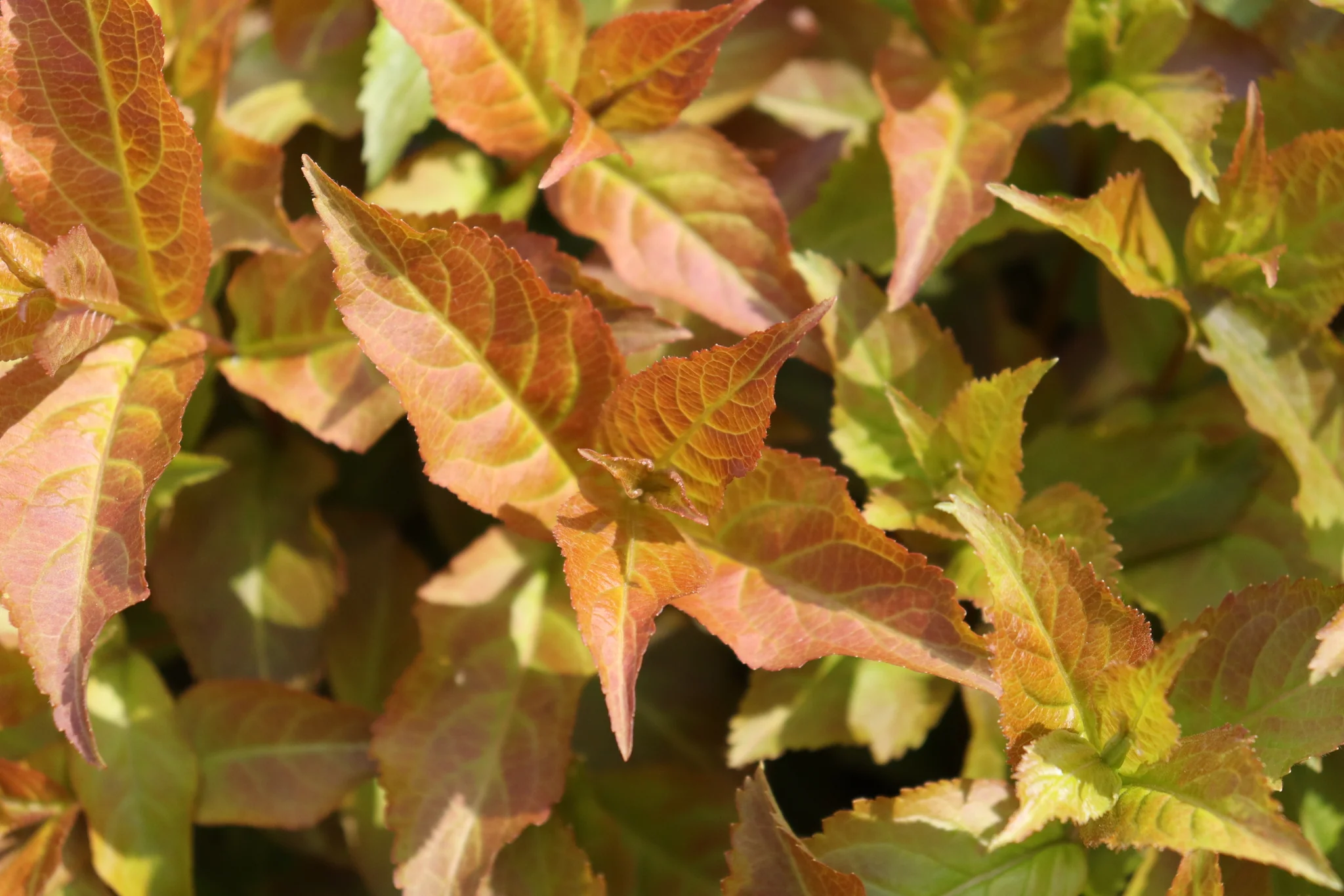 Kodiak Spiced™ Diervilla - Image 5
