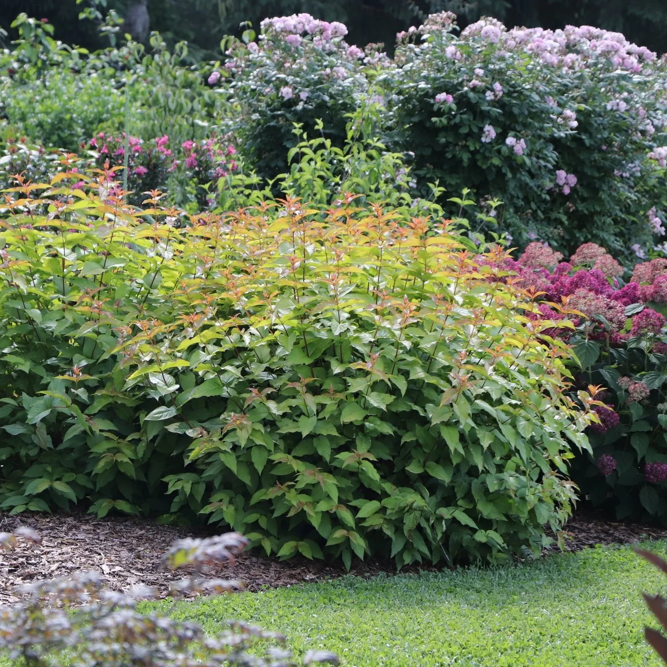 Kodiak Spiced™ Diervilla - Image 6