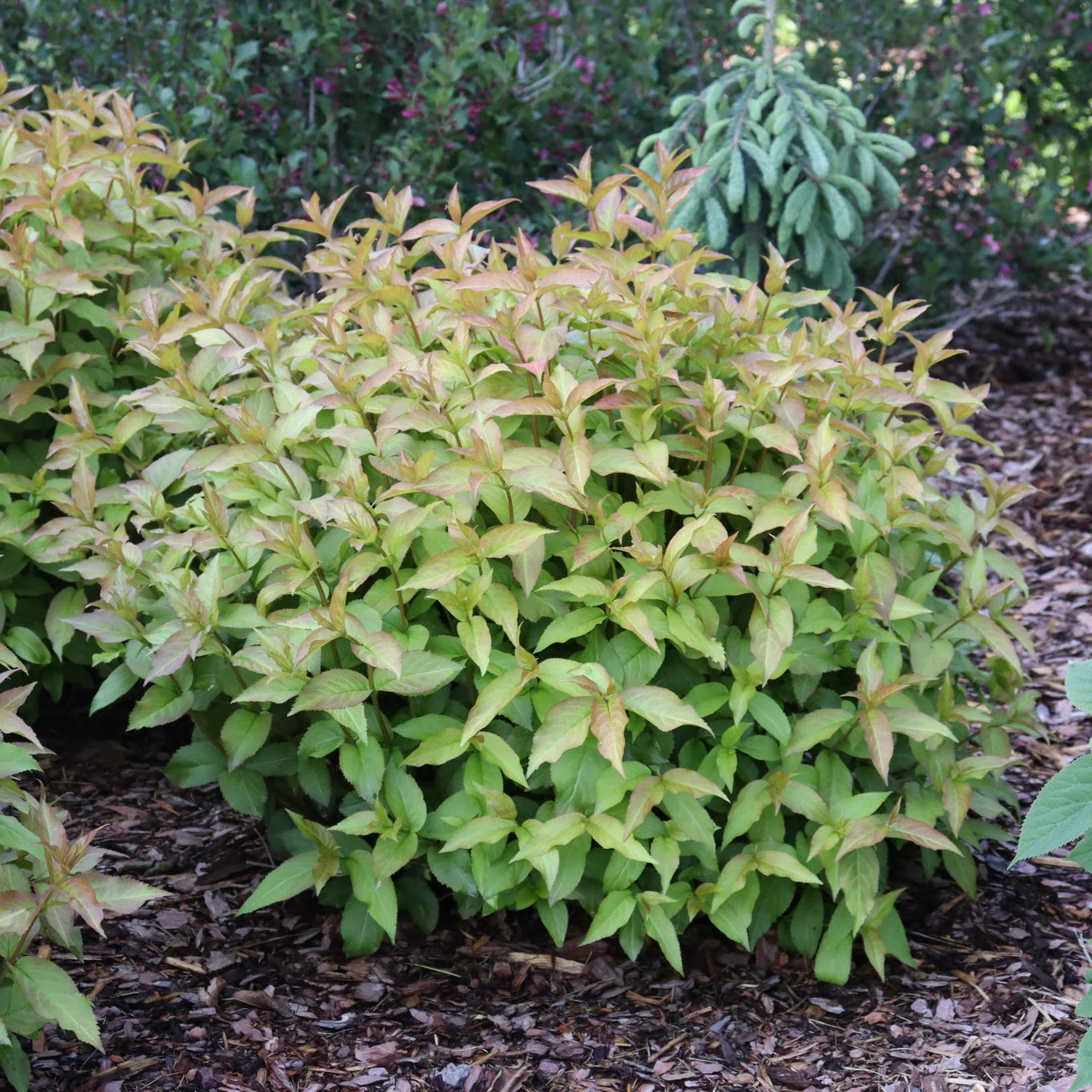 Kodiak Spiced™ Diervilla - Image 7