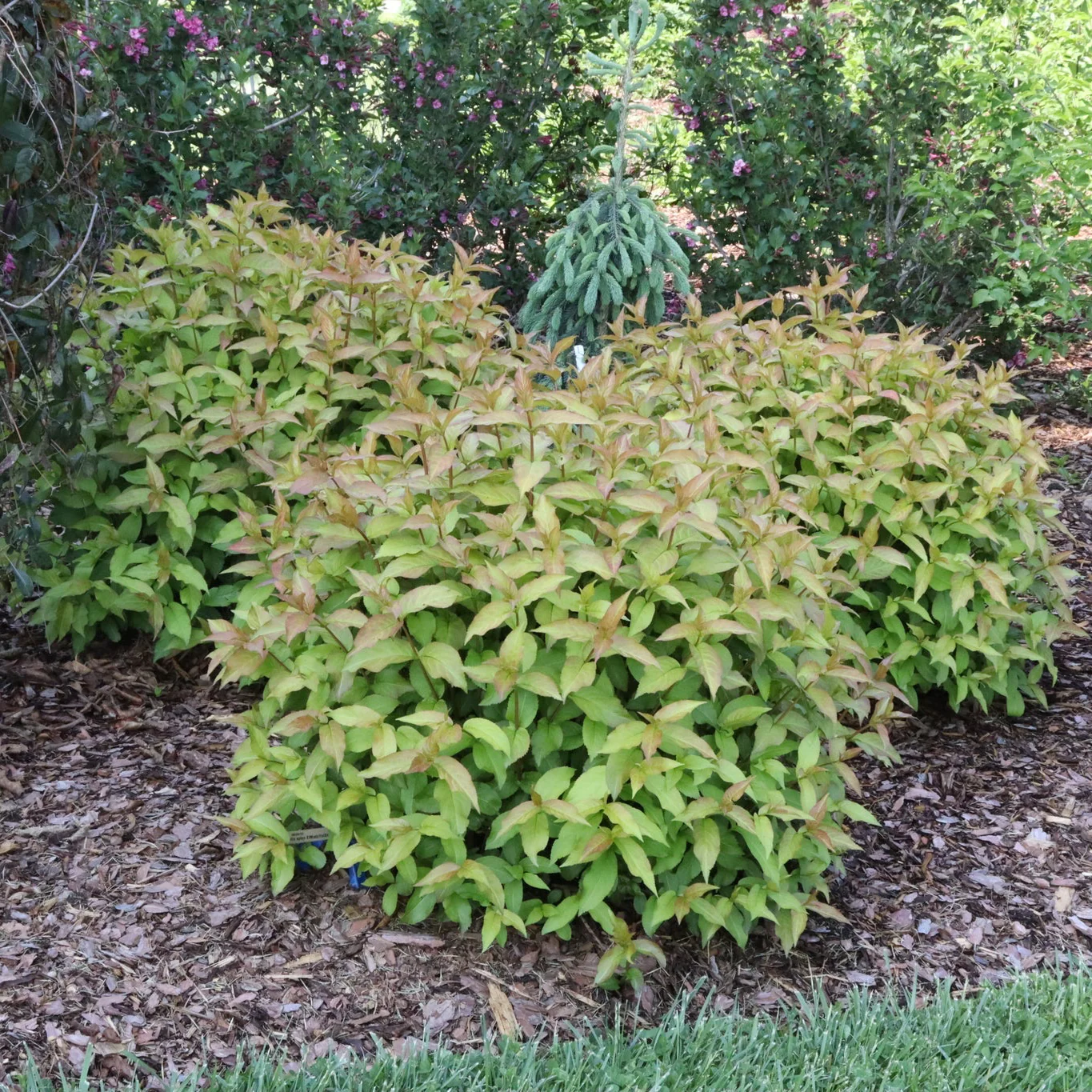 Kodiak Spiced™ Diervilla - Image 8