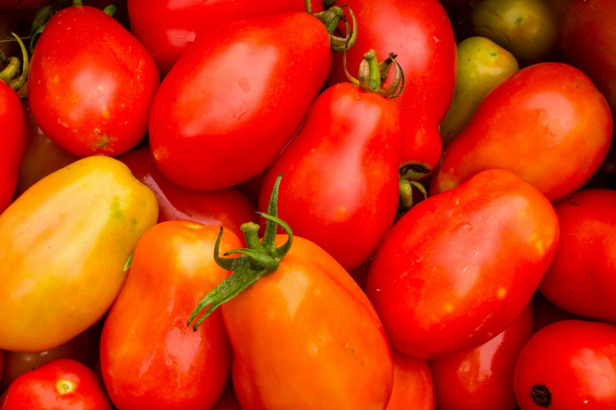 La Roma Tomato Plant - Image 3