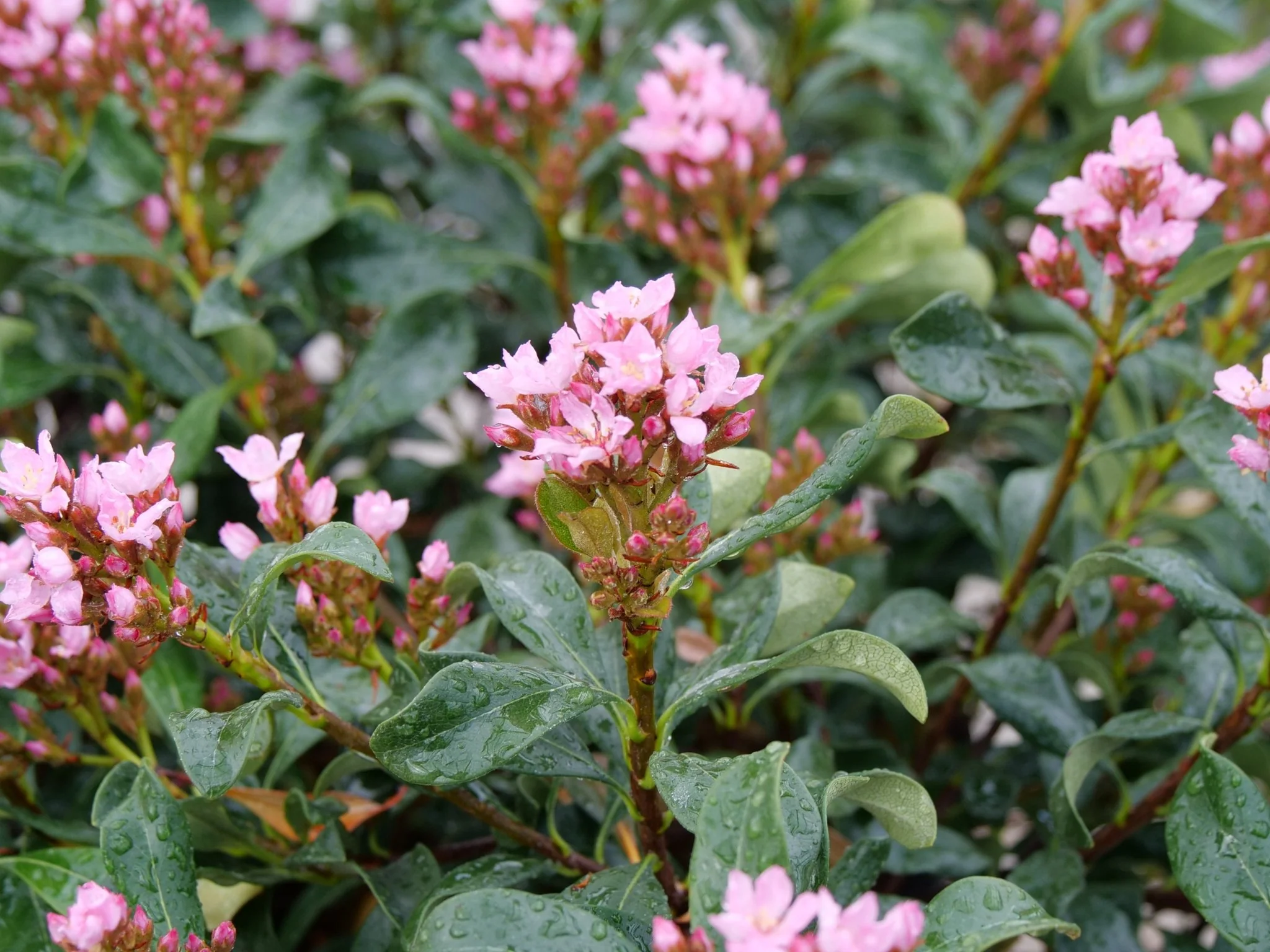 La Vida Grande® Indian Hawthorn