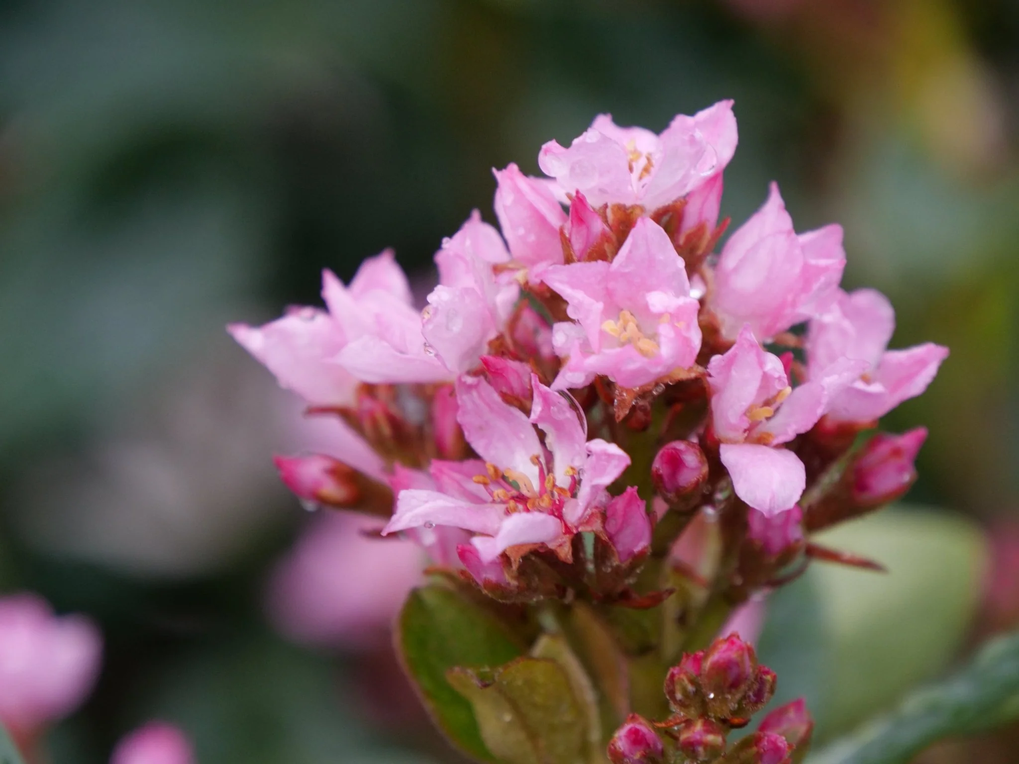 La Vida Grande® Indian Hawthorn - Image 2
