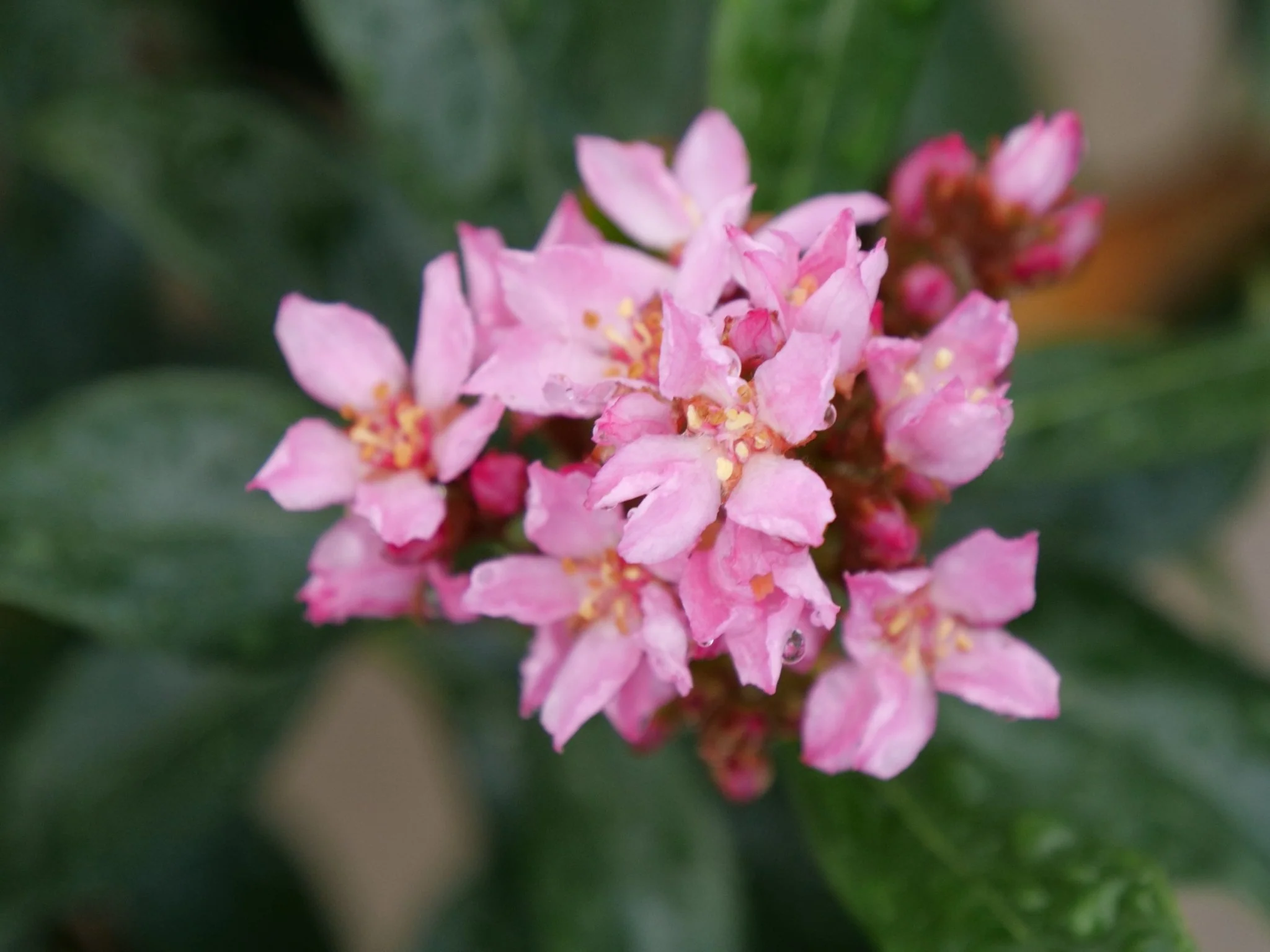 La Vida Grande® Indian Hawthorn - Image 3