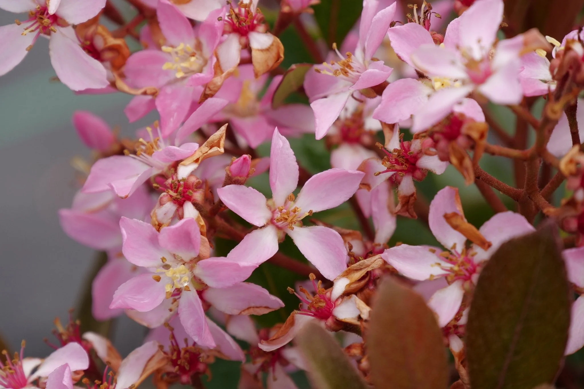 La Vida Grande® Indian Hawthorn - Image 4