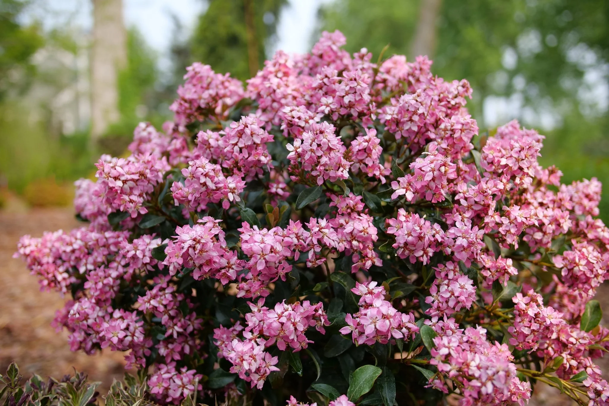 La Vida Más® Indian Hawthorn