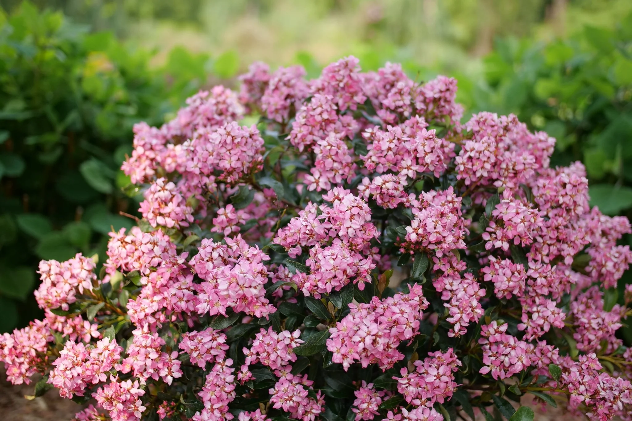 La Vida Más® Indian Hawthorn - Image 5