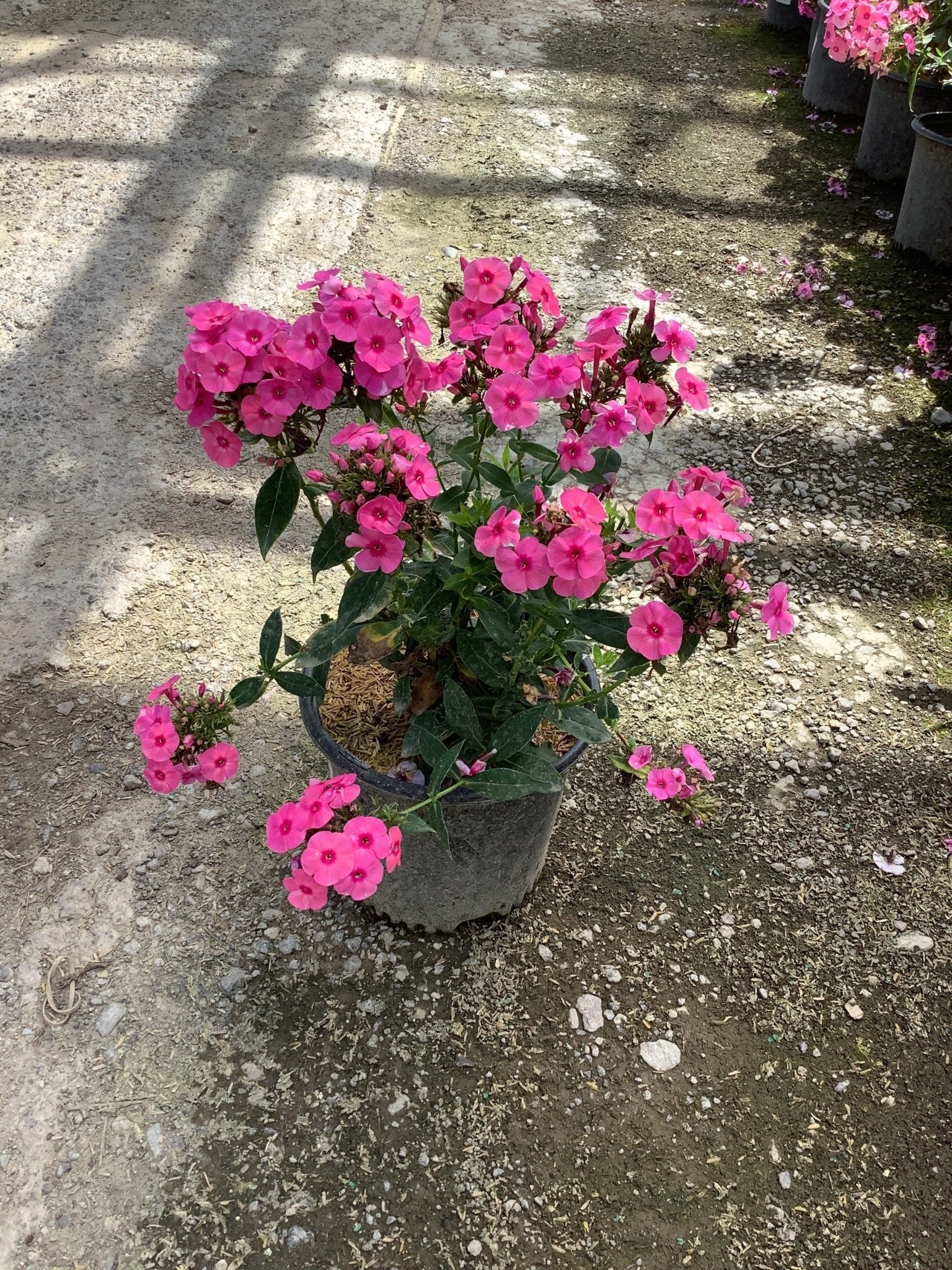 Larissa Phlox - Image 2