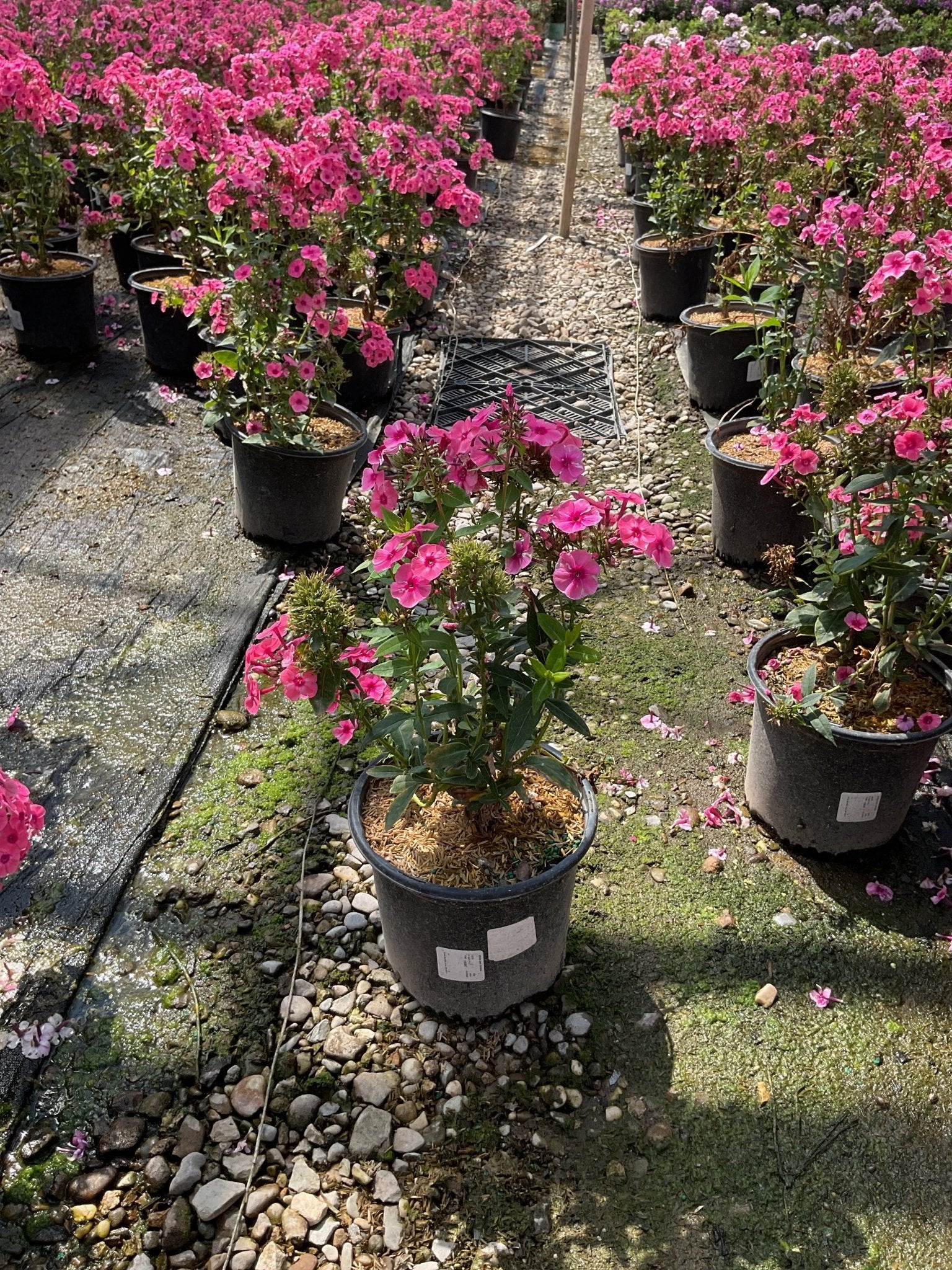 Larissa Phlox - Image 3