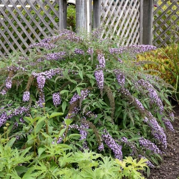 Lavender Cascade Butterfly Bush - Image 3