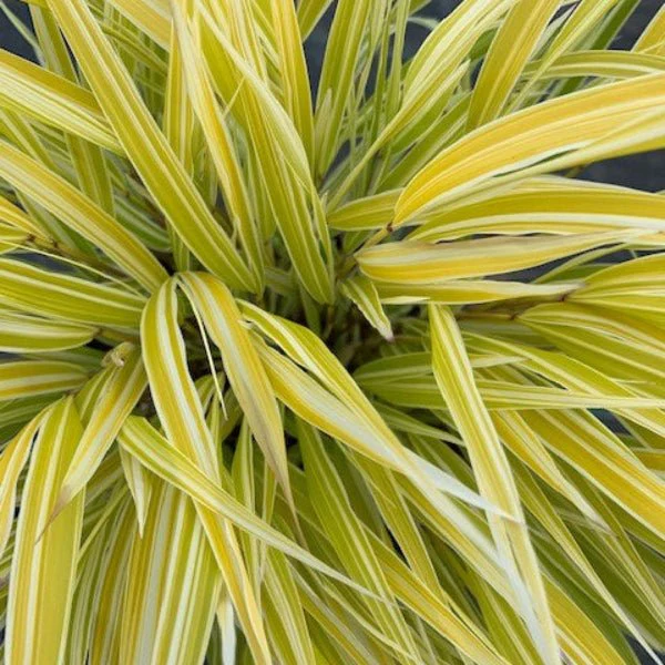Lemon Zest™ Japanese Forest Grass