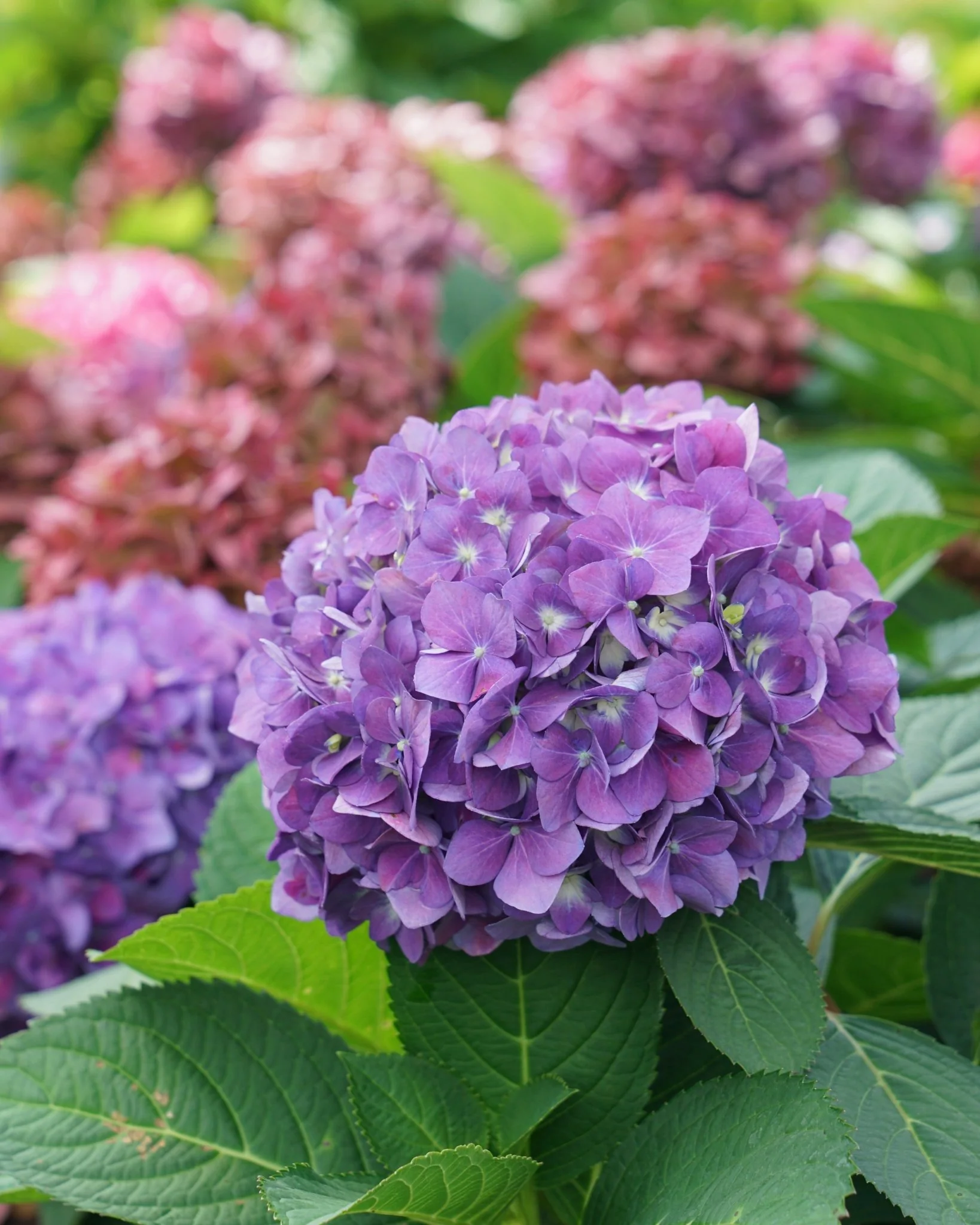 Let's Dance iArriba!® Hydrangea