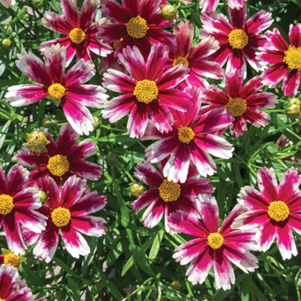 Li'l Bang™ Candy Stripes Coreopsis