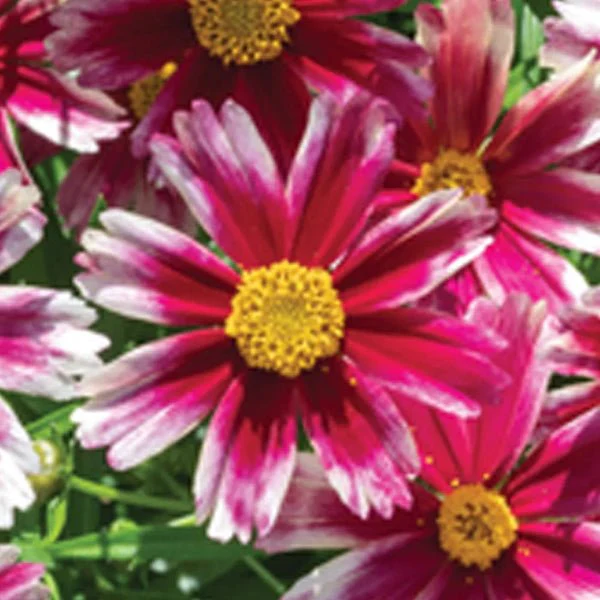 Li'l Bang™ Candy Stripes Coreopsis - Image 2