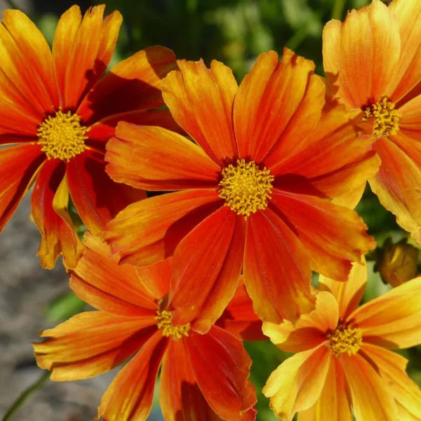 Li'l Bang™ Darling Clementine Coreopsis