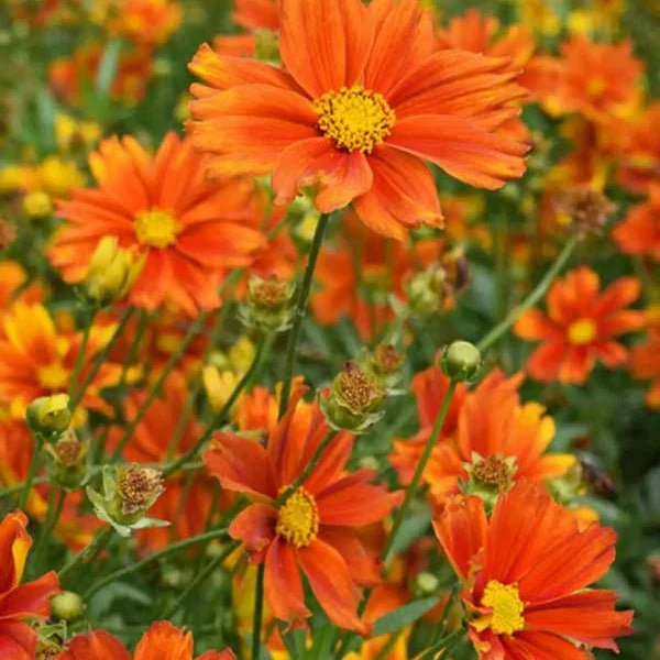 Li'l Bang™ Darling Clementine Coreopsis - Image 2