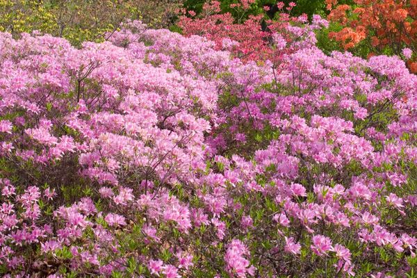Lilac Lights™ Azalea - Image 2