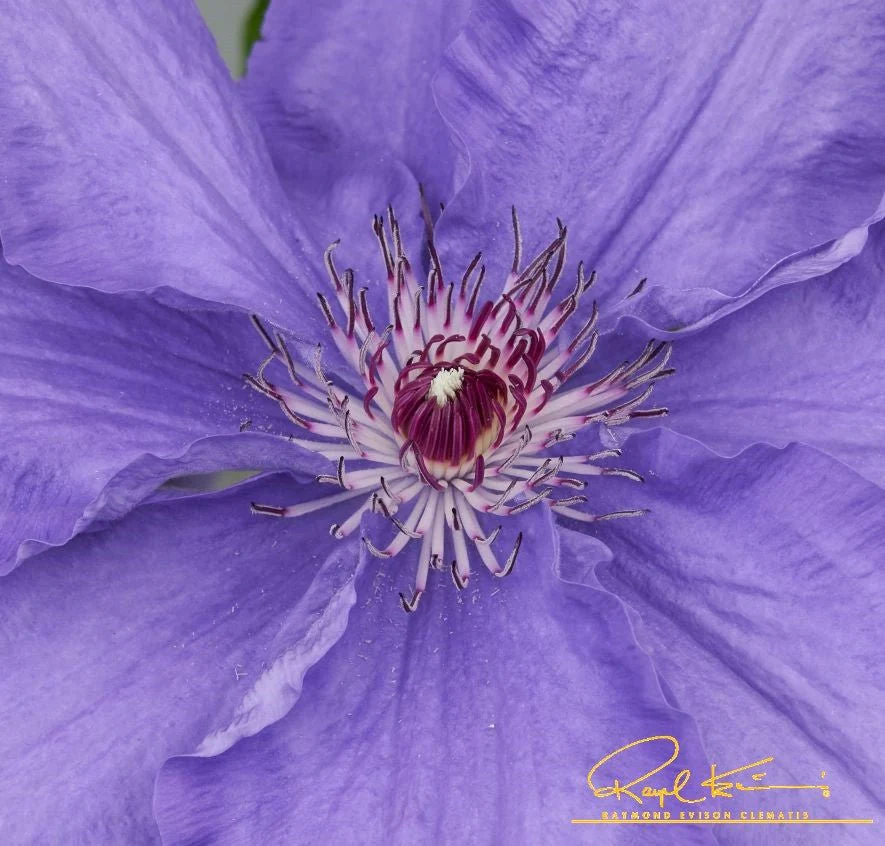 Lindsay™ Clematis - Image 2
