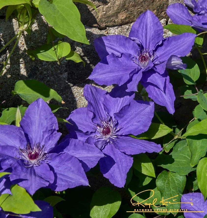 Lindsay™ Clematis - Image 3