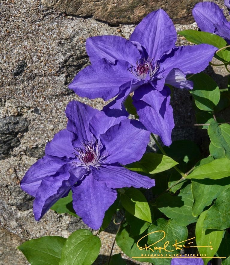 Lindsay™ Clematis - Image 4
