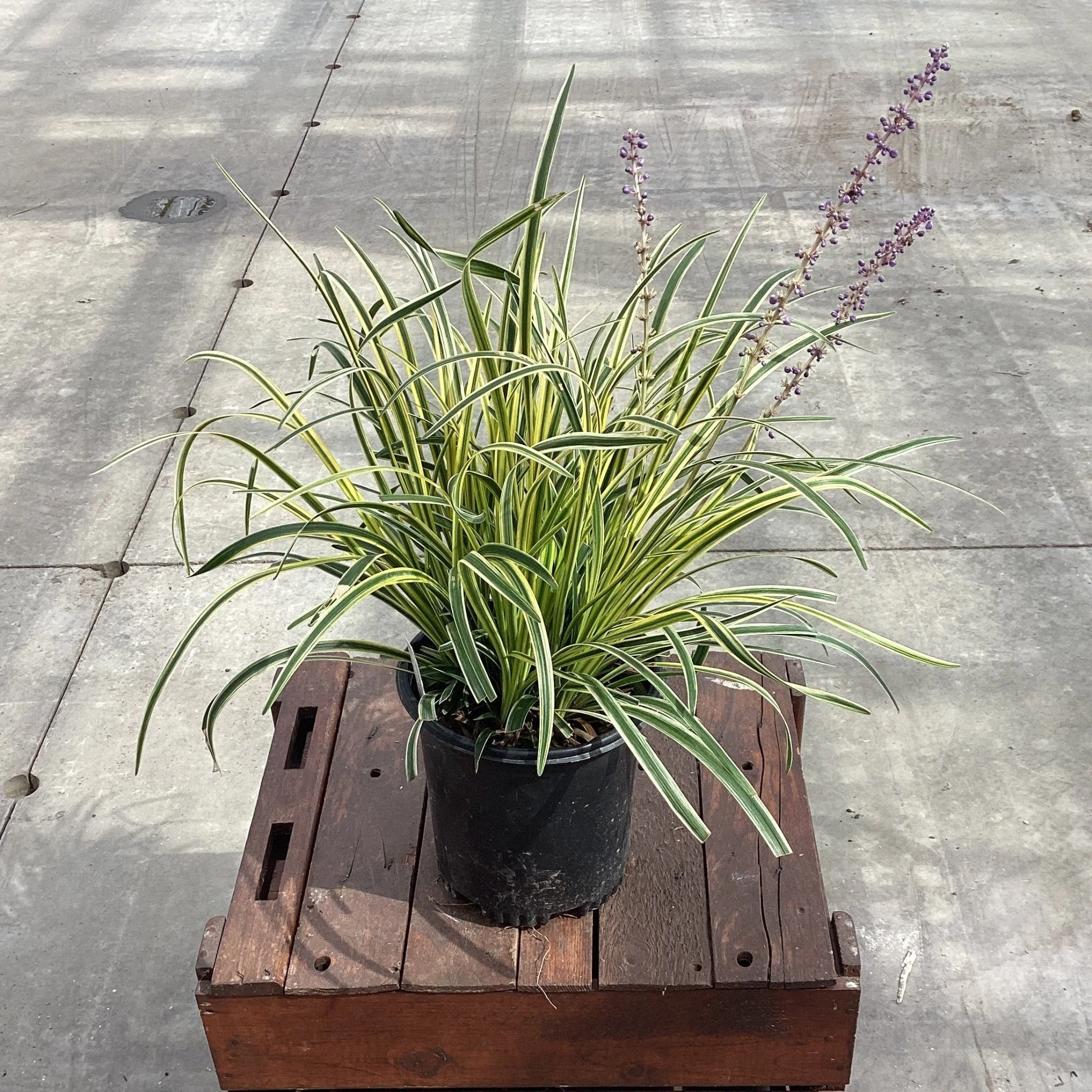 Silvery Sunproof Liriope - Image 2