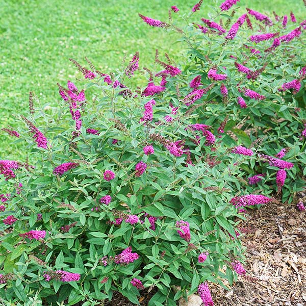 Lo & Behold® Ruby Chip® Butterfly Bush